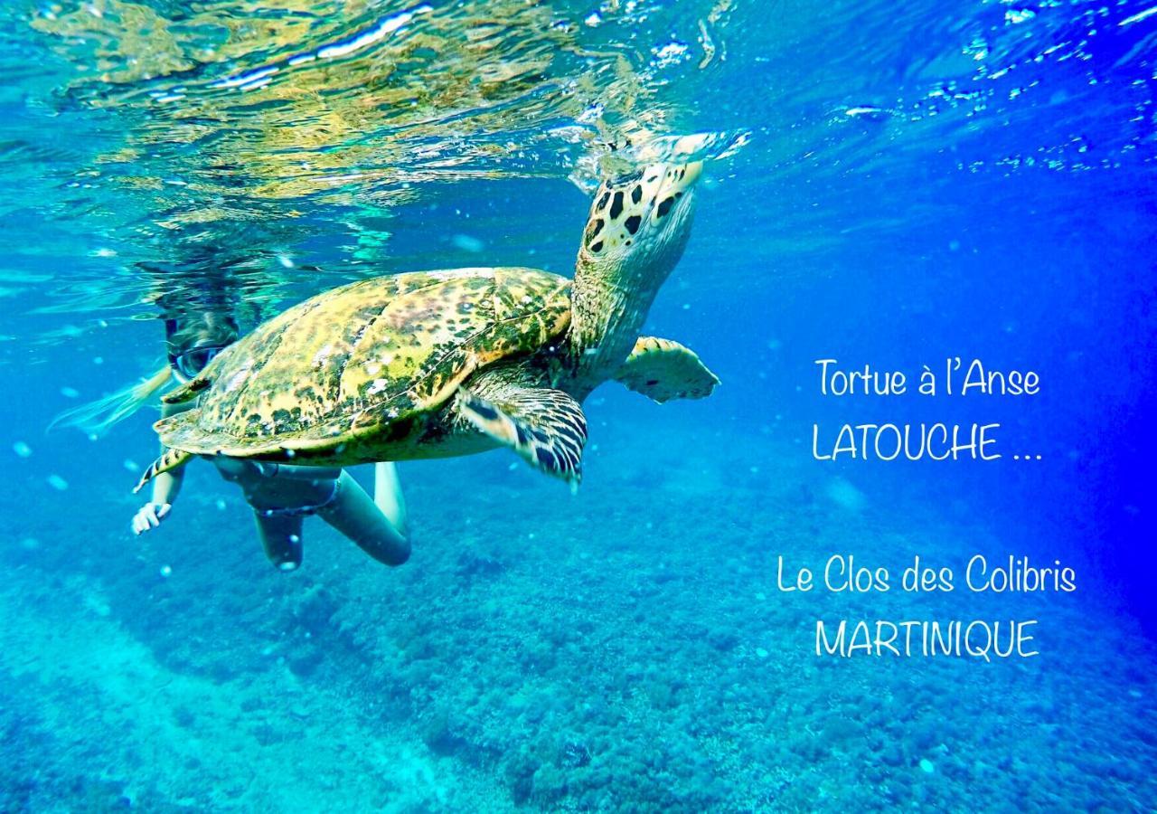 Lodge Colibris Piscine Privee Vue Panoramique Mer Et Montagne Pelee , 500 M Plage Dans Un Parc , Calme Assure Ideal Pour Decouvrir Le Nord Caraibes Le Carbet Eksteriør bilde