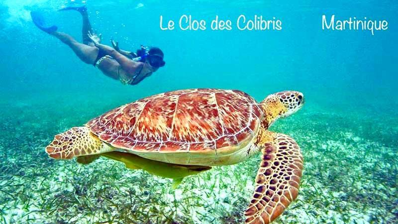 Lodge Colibris Piscine Privee Vue Panoramique Mer Et Montagne Pelee , 500 M Plage Dans Un Parc , Calme Assure Ideal Pour Decouvrir Le Nord Caraibes Le Carbet Eksteriør bilde